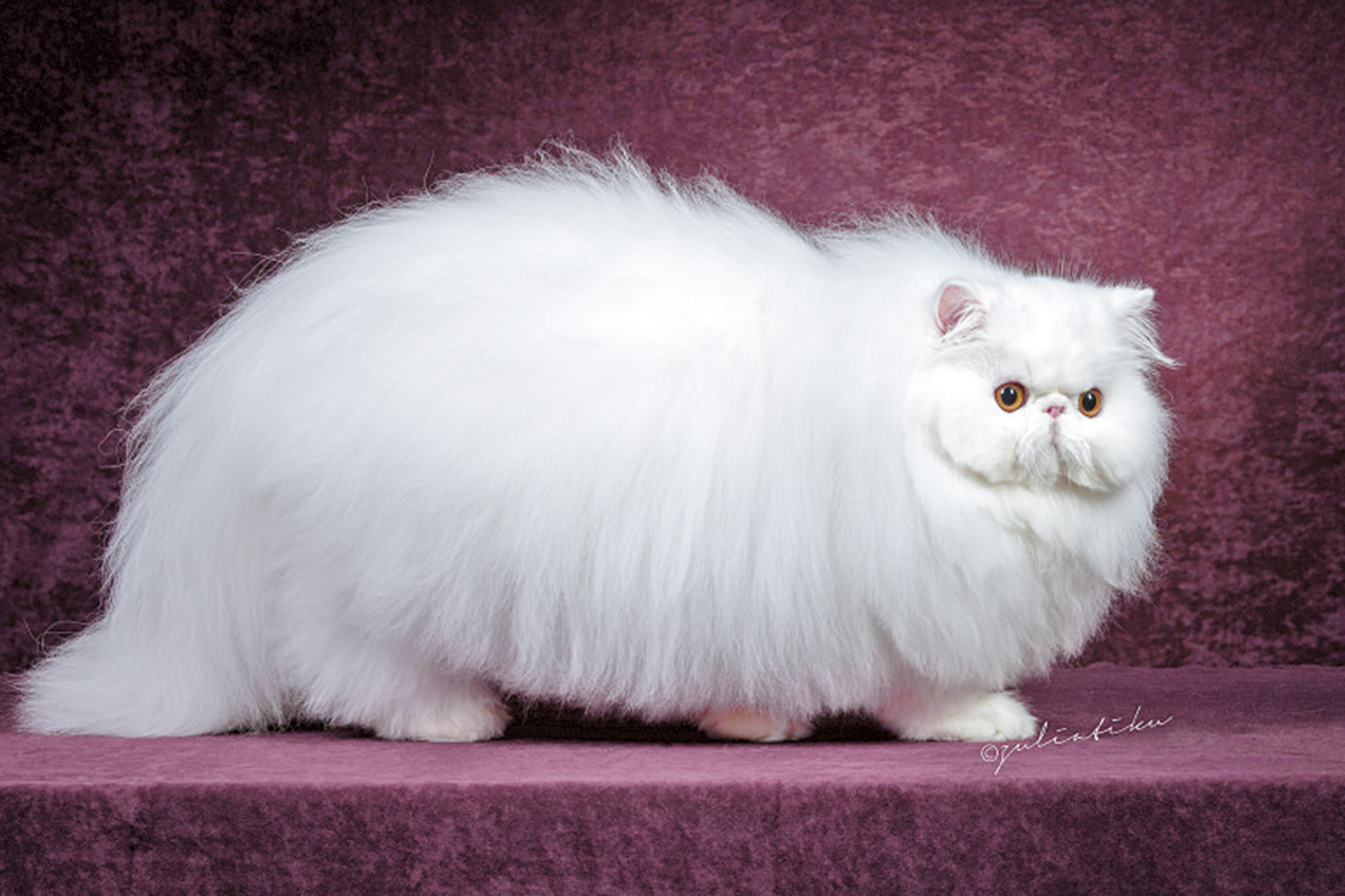 　　圖：參加貓選美的波斯貓憨態可掬。