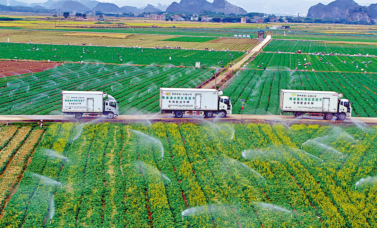 　　圖：在內地一供港菜基地，專用配送車輛將新鮮採摘的蔬菜運送至粵港澳大灣區。\受訪者供圖