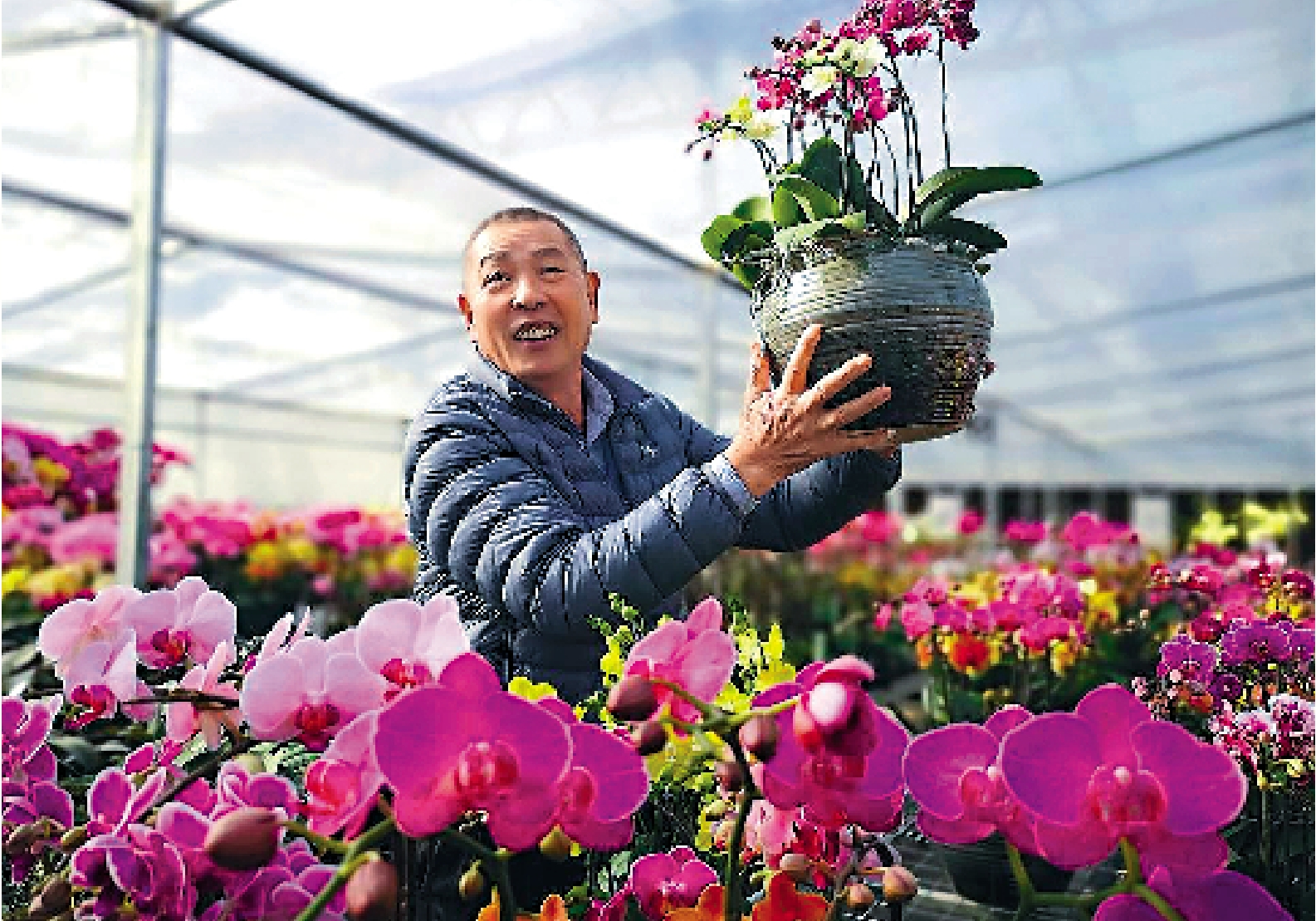 圖:台農黃瑞寶扎根漳州種蝴蝶蘭,研發出新品種3000多個,其中逾千品種已投入量產,受到市場青睞。\網絡圖片