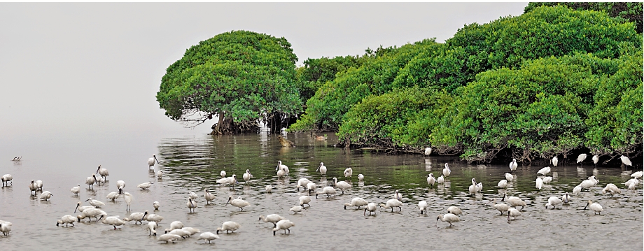 　　圖：深圳紅樹林濕地是候鳥遷飛的停息地。