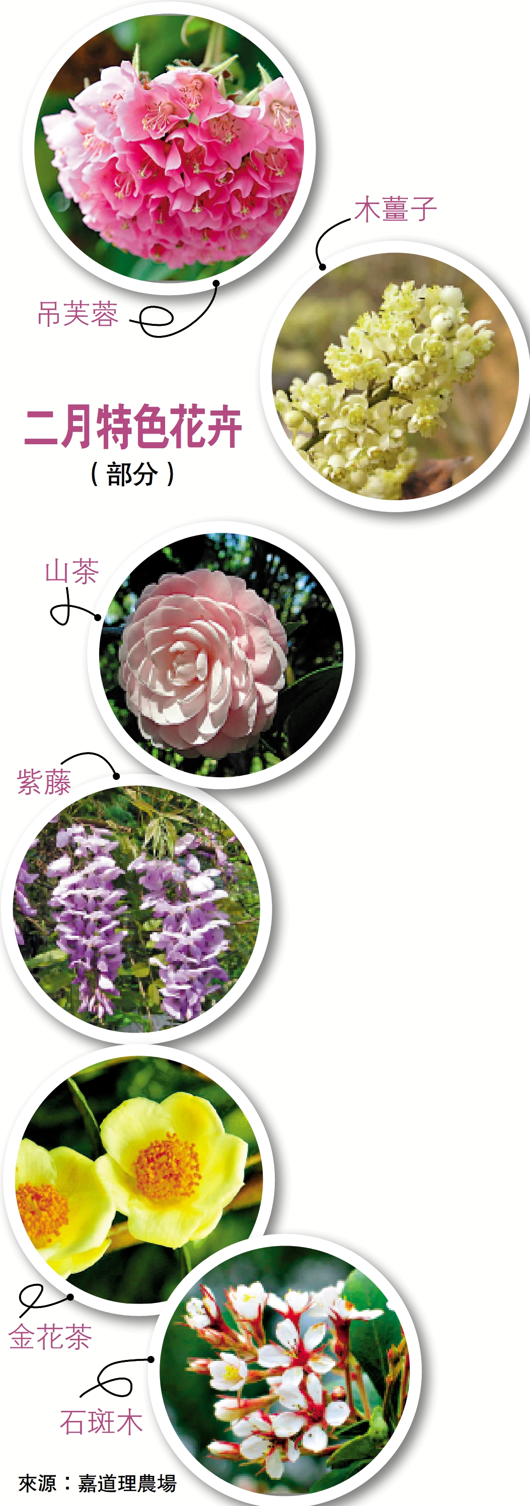 　　圖：二月特色花卉（部分）