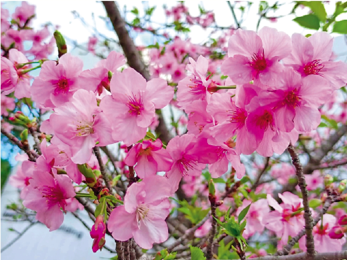　　圖：中文大學校園內的河津櫻正盛開。