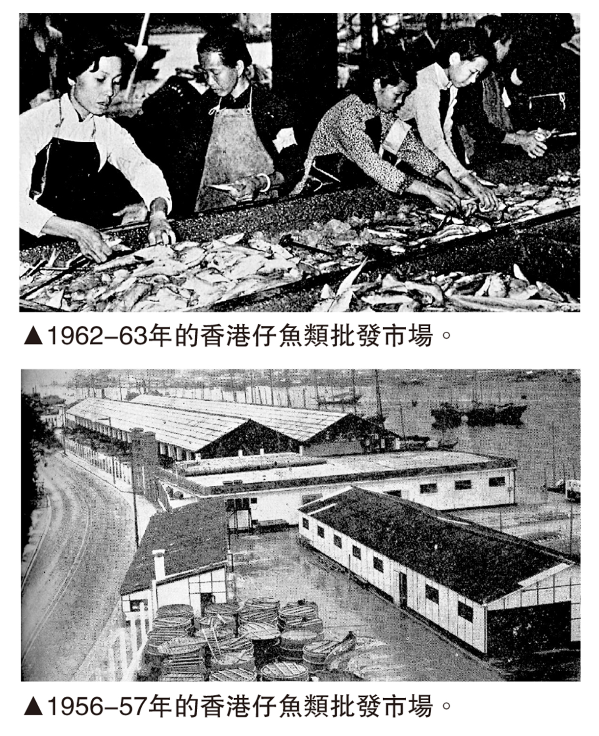 　　上圖：1962-63年的香港仔魚類批發市場。下圖：1956-57年的香港仔魚類批發市場。