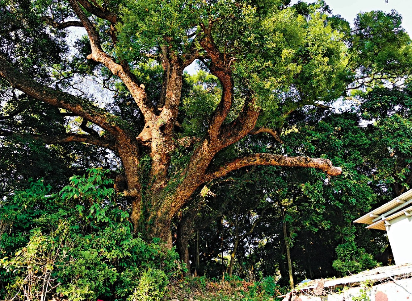 　　圖：村內這棵香樟樹要四個人才能合抱，村民指有兩百多年樹齡。