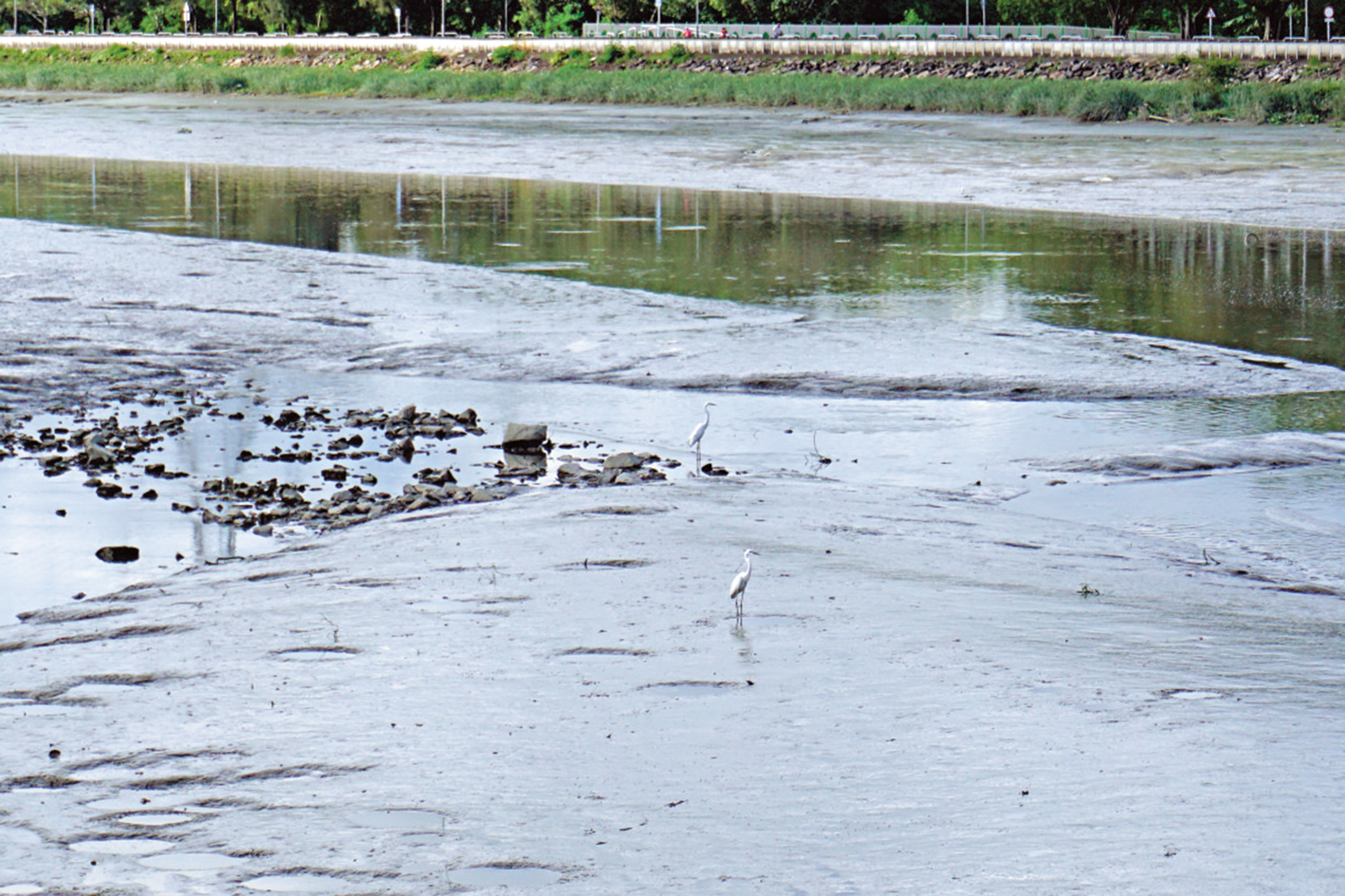 　　圖：白鷺駐足。
