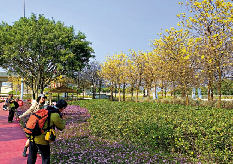 　　圖：滿目黃花風鈴木金黃，吸引不少市民和遊客慕名而來打卡。\大公報記者易曉彤攝