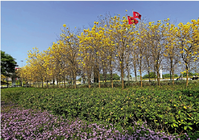 　　圖：東涌黃花風鈴木大道位於國際機場古物園後面。\大公報記者曾敏捷攝