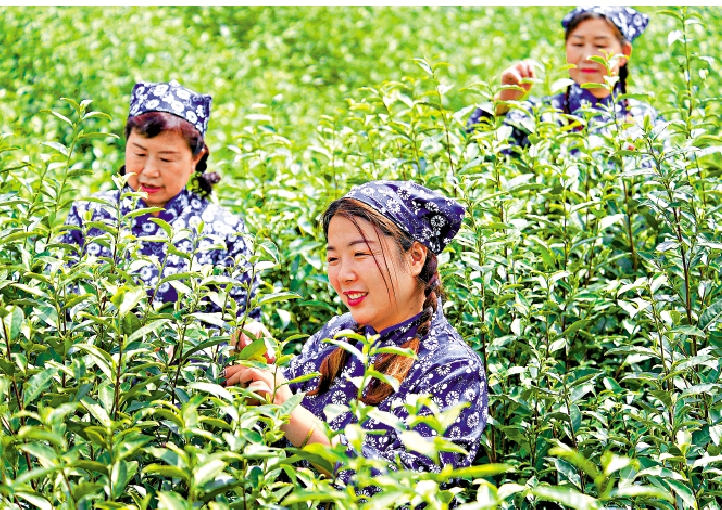 　　圖：2020年，陝西村民在就業扶貧基地採摘新茶。\新華社