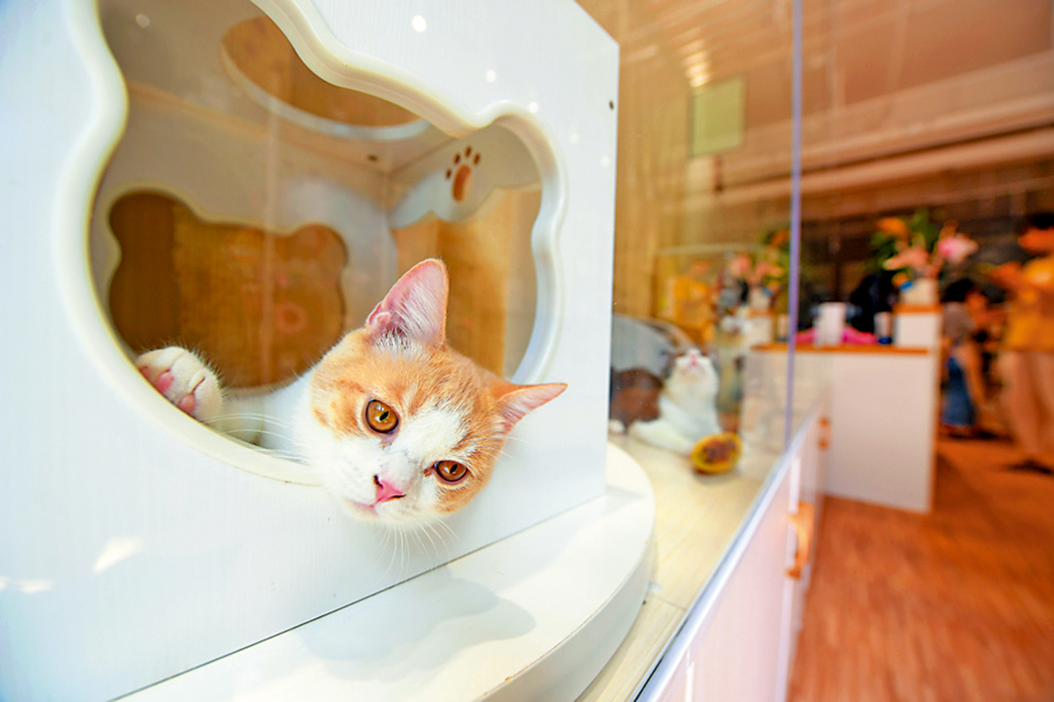 　　圖：寵物酒店內，一隻貓咪慵懶地享受獨處時光。