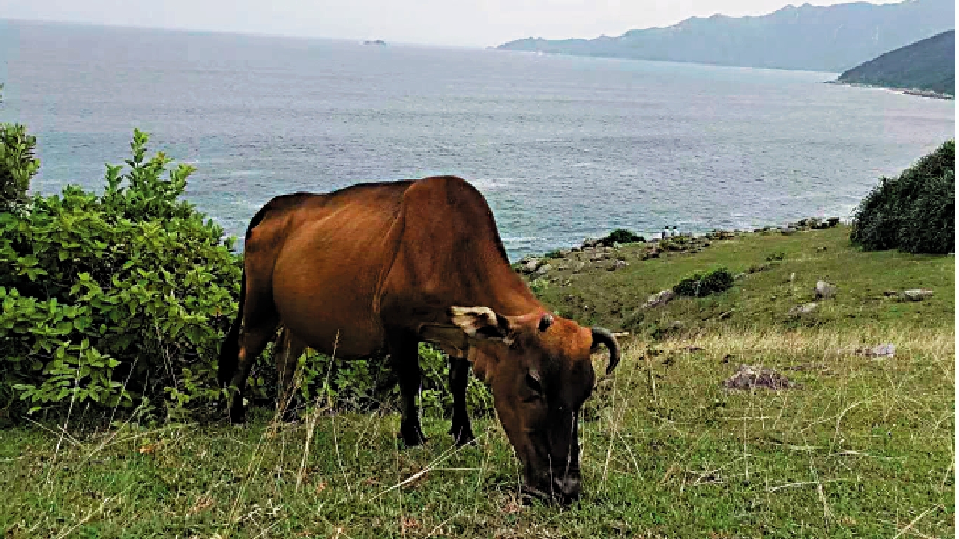 　　圖：塔門牛。\作者供圖
