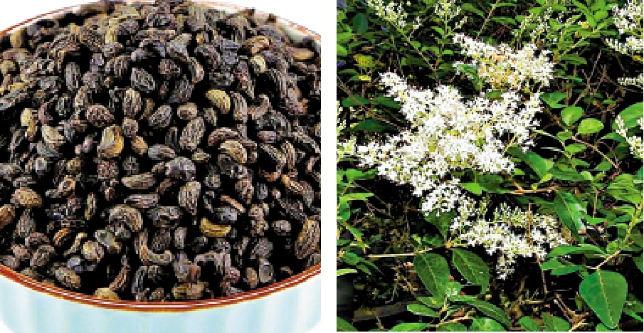 　　左圖：女貞子藥材。右圖：女貞子樹植物。