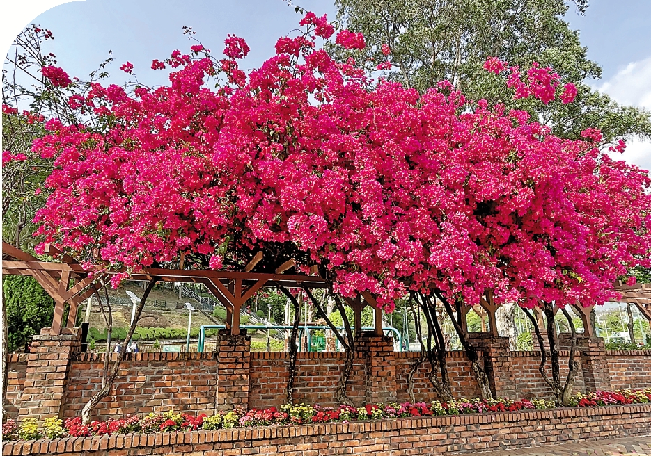 　　圖：花墟公園的三角梅花盛開。