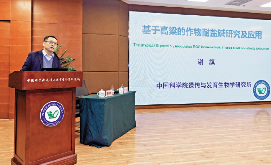 　　圖：謝旗研究員介紹主效耐鹼基因成果。/受訪者供圖