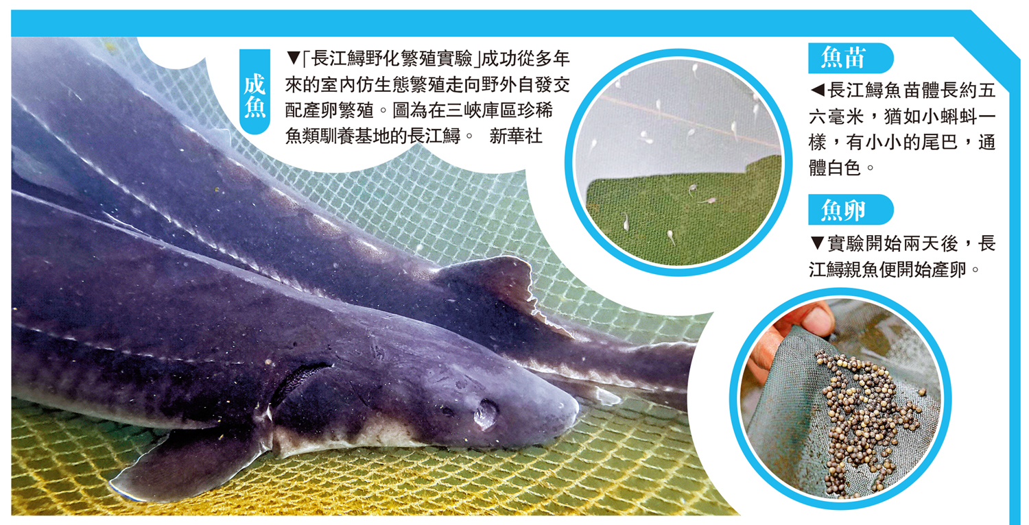 　　圖：「長江鱘野化繁殖實驗」成功從多年來的室內仿生態繁殖走向野外自發交配產卵繁殖。圖為在三峽庫區珍稀魚類馴養基地的長江鱘。\新華社