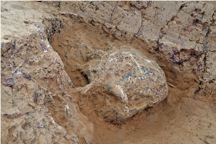 　　圖：在湖北十堰學堂梁子遺址中發現了「鄖縣人3號頭骨」化石。\新華社