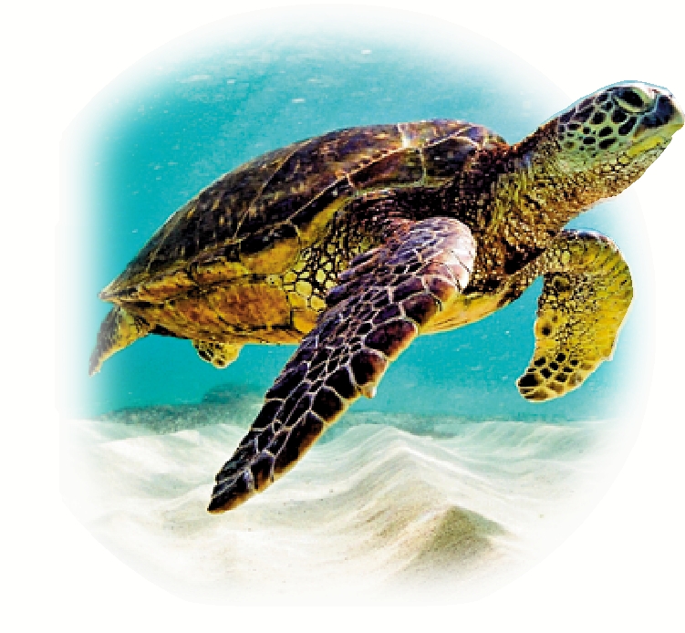 　　圖：每年都會有綠海龜在南丫島深灣產卵。