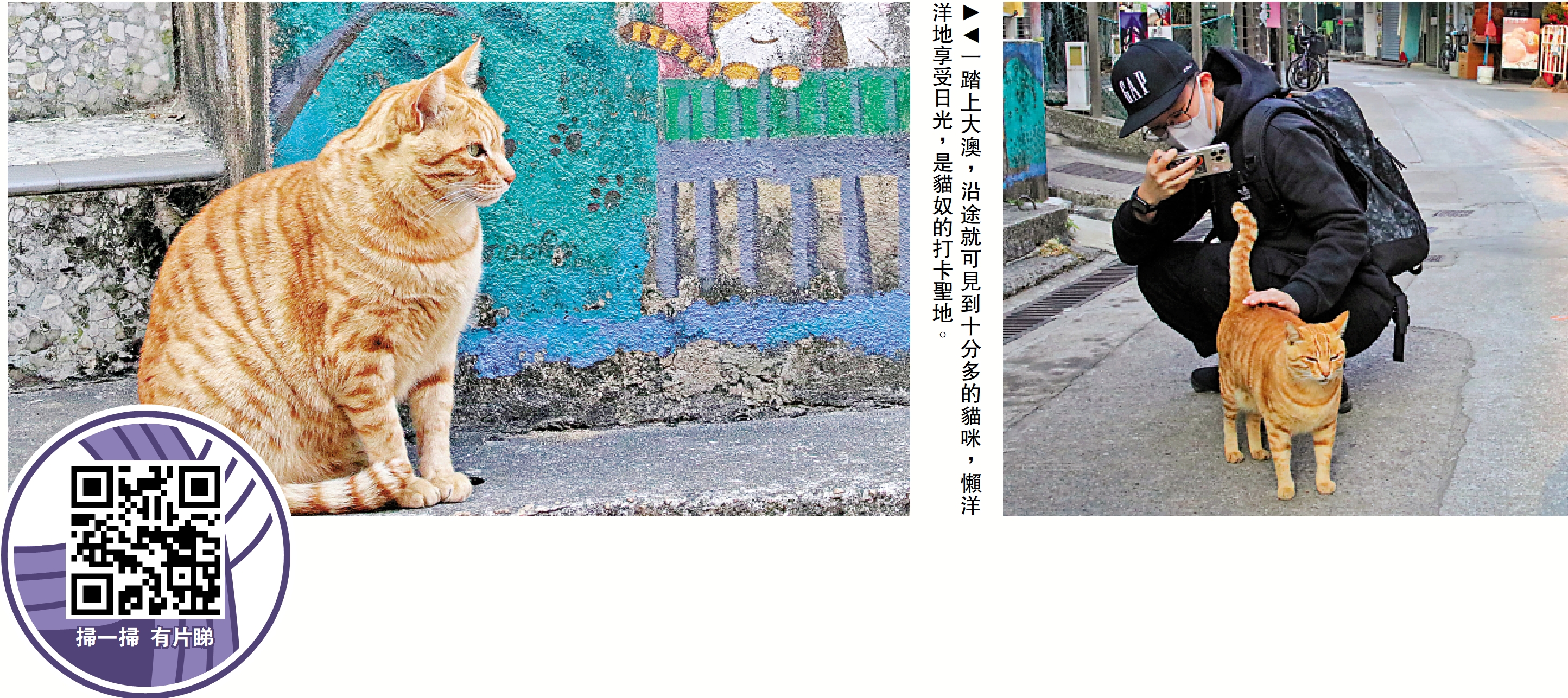 　　圖：一踏上大澳，沿途就可見到十分多的貓咪，懶洋洋地享受日光，是貓奴的打卡聖地。