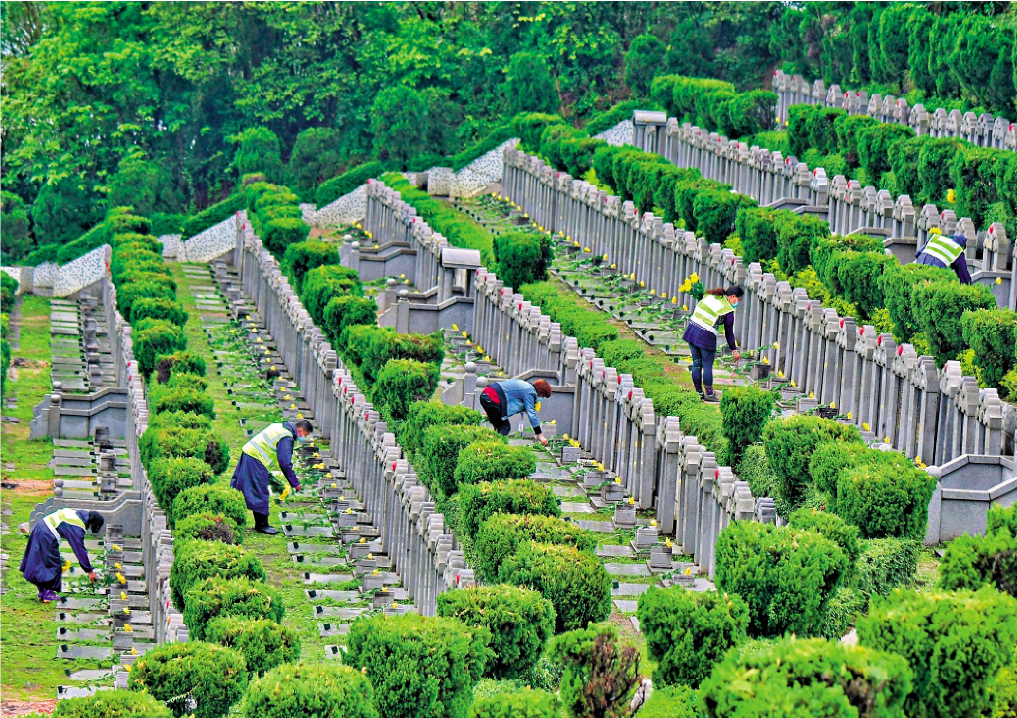 　　圖：隨着生活復常，今年清明期間深圳市民去墓園祭掃需要提前預約。圖為廣東佛山一家墓園的工作人員為墓位獻花。/中新社
