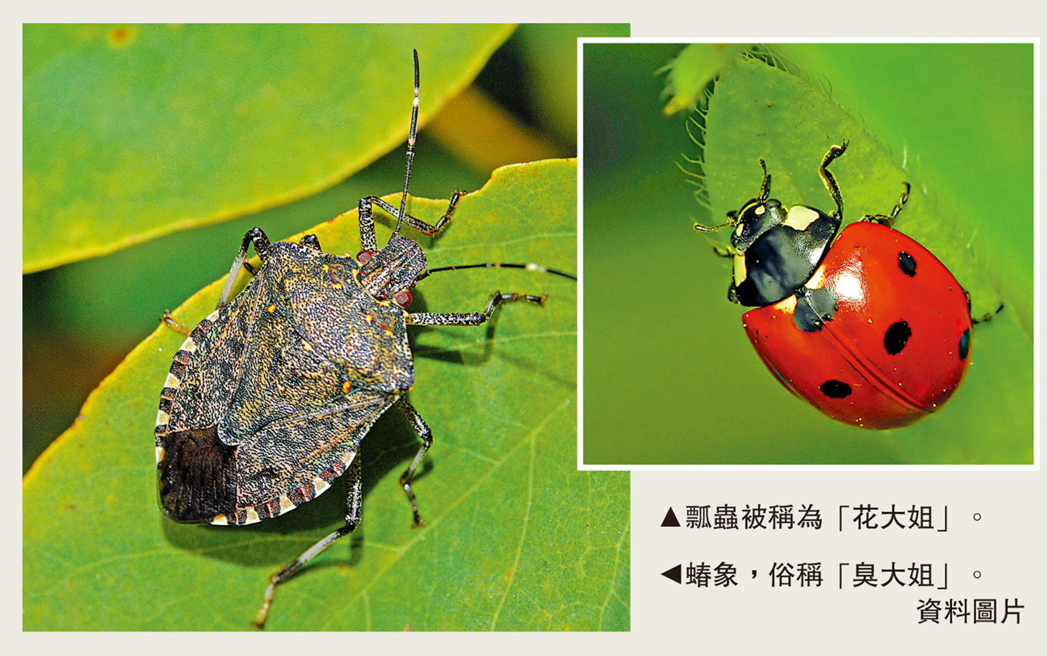 　　圖：（左）蝽象，俗稱「臭大姐」。\資料圖片；（右）瓢蟲被稱為「花大姐」。