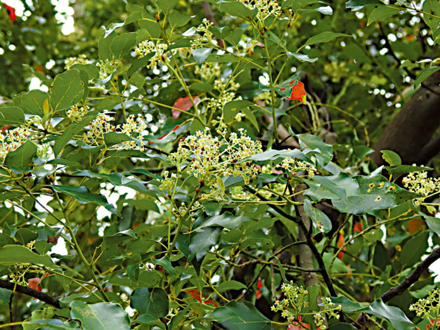 　　圖：樟樹開花時，會發出淡淡的樟香。\資料圖片