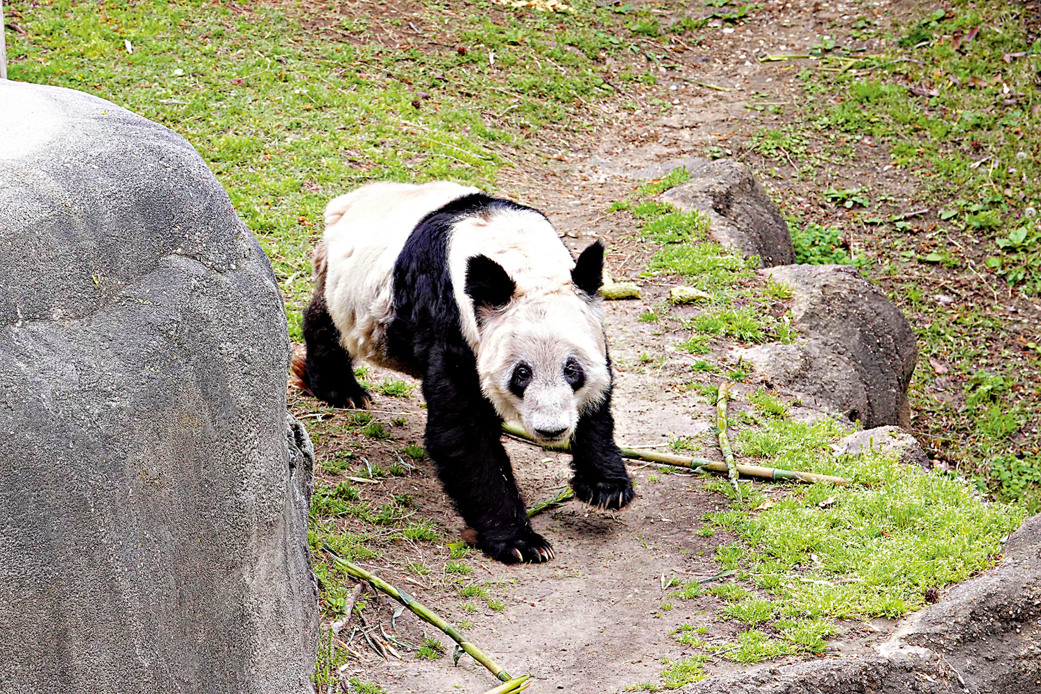新聞熱話/旅美大熊貓丫丫回家需「過三關」 - 大公報