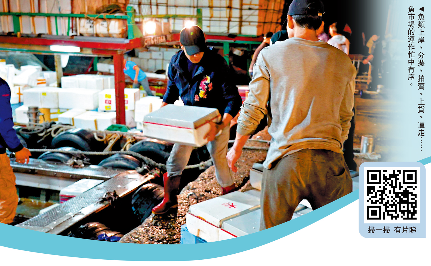 　　圖：魚類上岸、分裝、拍賣、上貨、運走……魚市場的運作忙中有序。