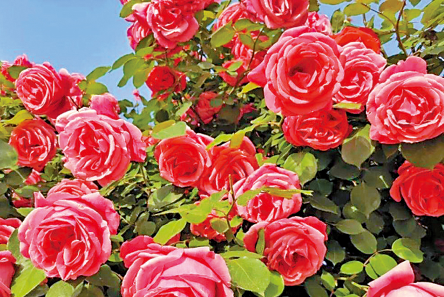 　　圖：廣州松園裏綻放的玫瑰花。