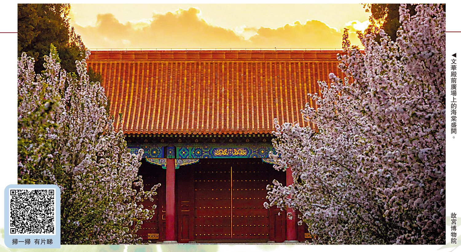　　圖：文華殿前廣場上的海棠盛開。\故宮博物院