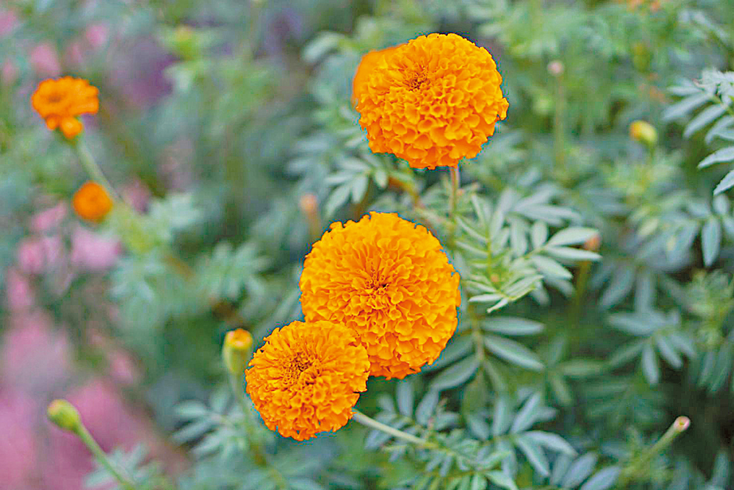 　　圖：萬壽菊既可入饌，亦可泡茶。