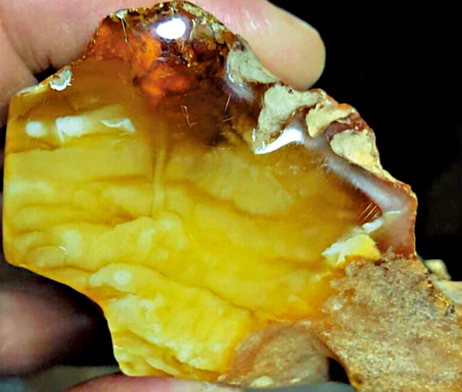 　　圖：琥珀原石。