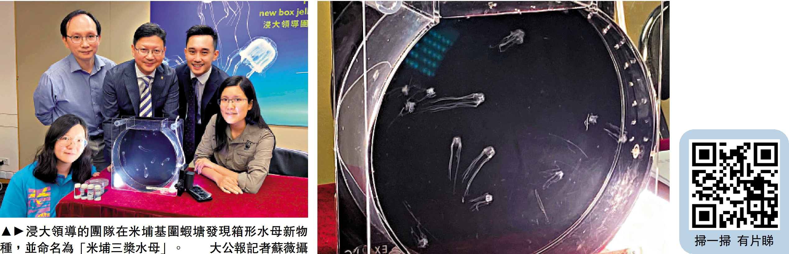 　　圖：浸大領導的團隊在米埔基圍蝦塘發現箱形水母新物種，並命名為「米埔三槳水母」。\大公報記者蘇薇攝