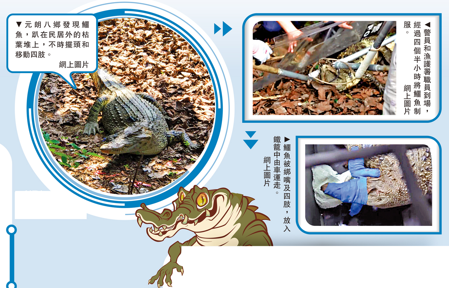 　　左圖：元朗八鄉發現鱷魚，趴在民居外的枯葉堆上，不時擺頭和移動四肢。右上圖：警員和漁護署職員到場，經過四個半小時將鱷魚制服。右下圖：鱷魚被綁嘴及四肢，放入鐵籠中由車運走。\網上圖片