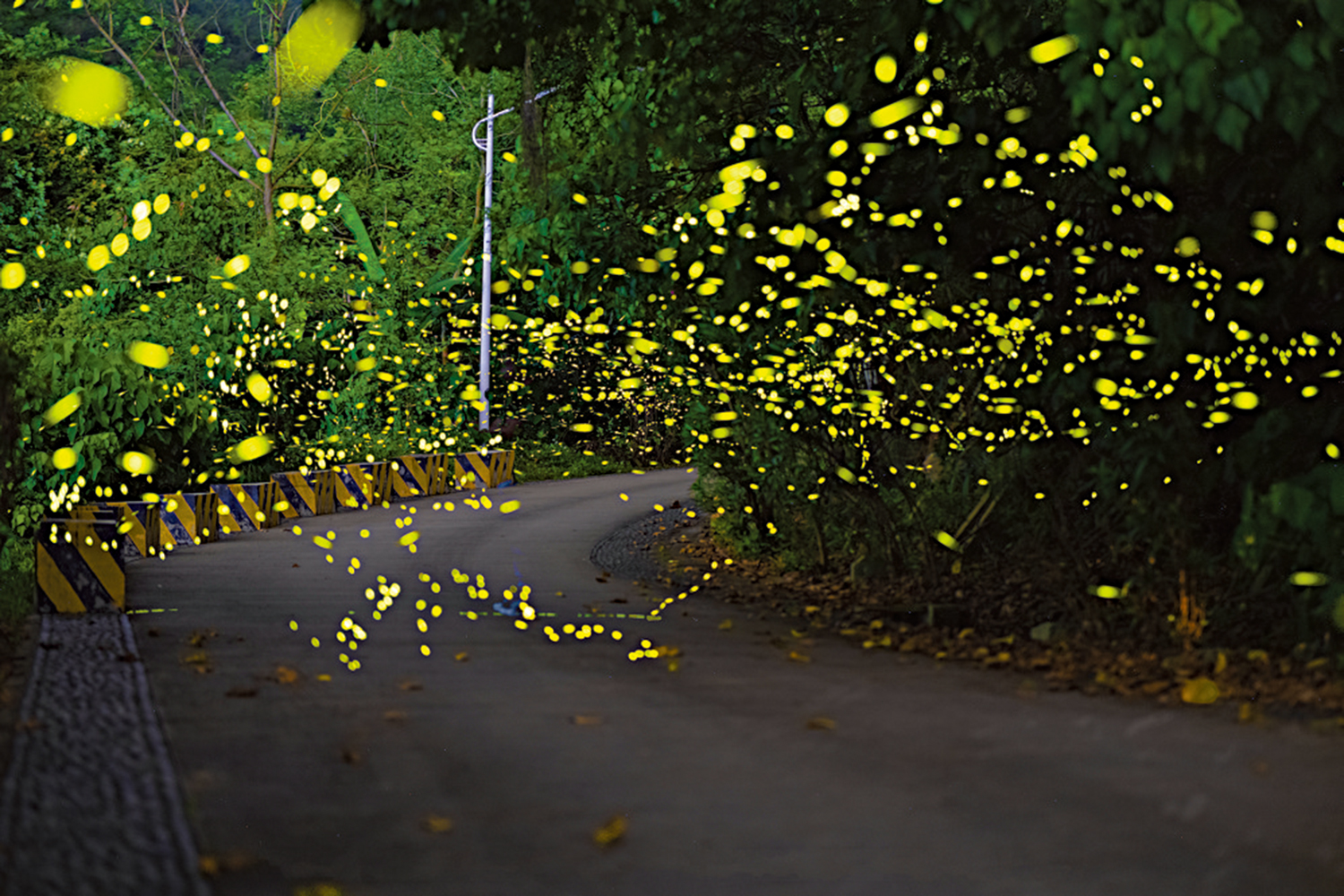 　　圖：深圳市天文台螢火蟲景觀。\受訪者供圖