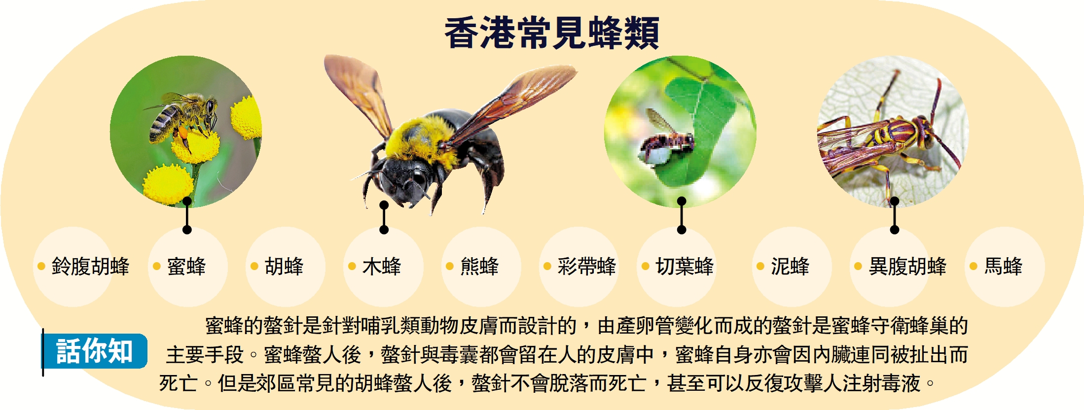 　　圖：香港常見蜂類