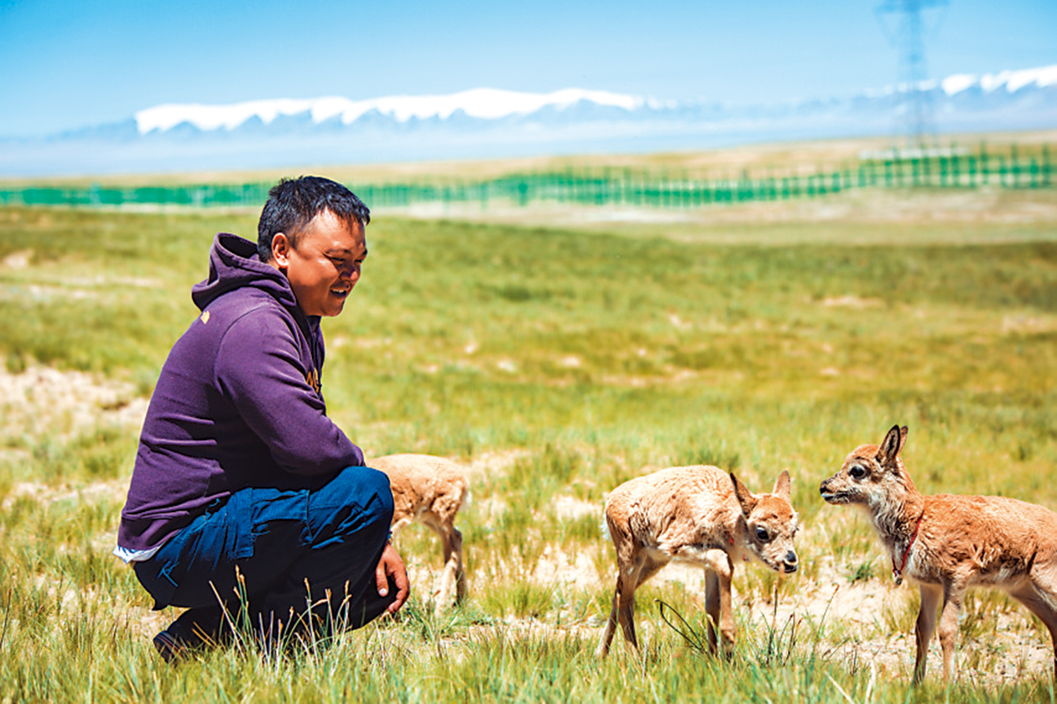 　　圖：龍周才加將藏羚羊當做自己的孩子。