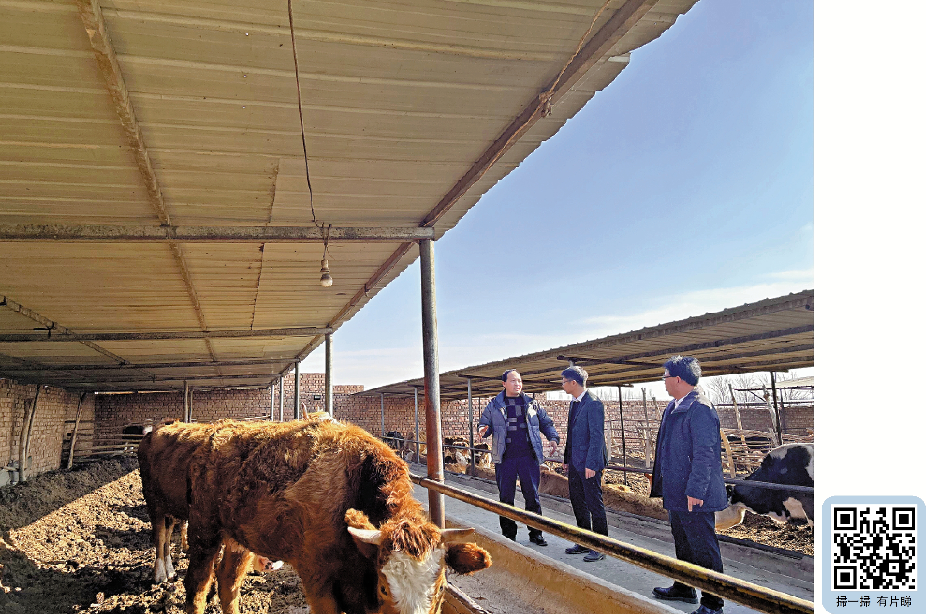 　　圖：香港青年、寧夏銀川市西夏區興涇鎮興盛村村主任助理湯振威（中）到村民家裏了解養殖情況。\新華社記者艾福梅攝