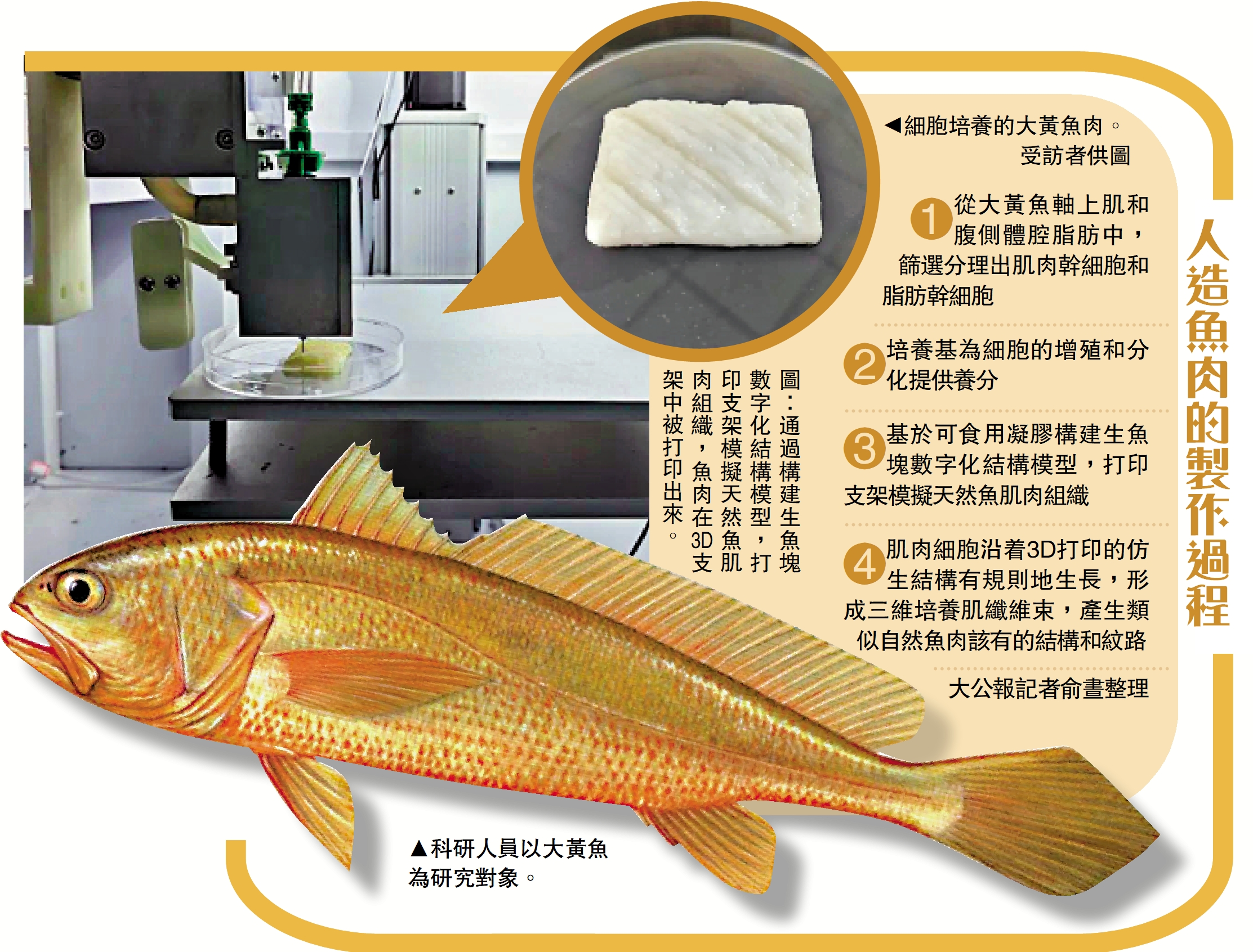 　　圖：通過構建生魚塊數字化結構模型，打印支架模擬天然魚肌肉組織，魚肉在3D支架中被打印出來。