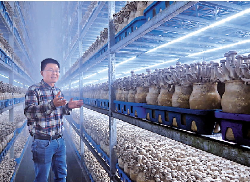 　　圖：江蘇菇本堂副總經理楊仁智介紹鹿茸菇的生長環境。/大公報記者陳旻攝