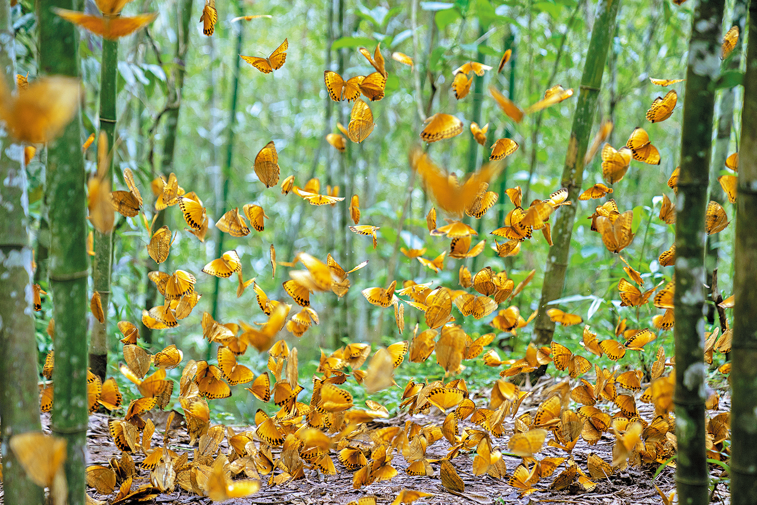 　　圖：在雲南金平的中國·紅河蝴蝶谷，大量蝴蝶在山林小路上飛舞。\新華社