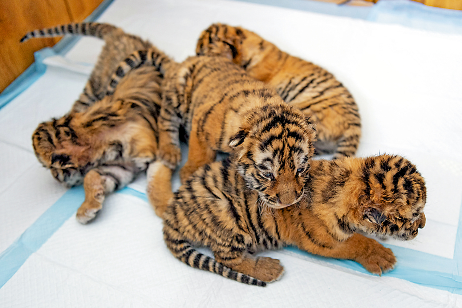 　　圖：22日在黑龍江東北虎林園拍攝的東北虎幼崽。\新華社