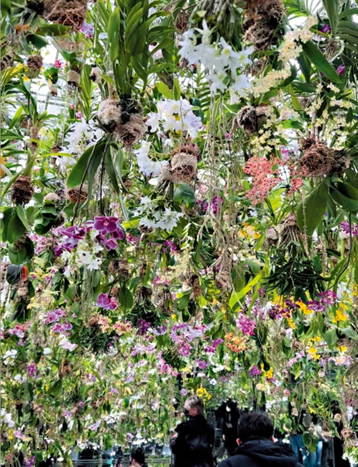 　　圖：走進東京著名的teamLab藝術館，置身於最具特色的展廳：「懸浮花園──花朵與我同根同源，花園與我合為一體」。