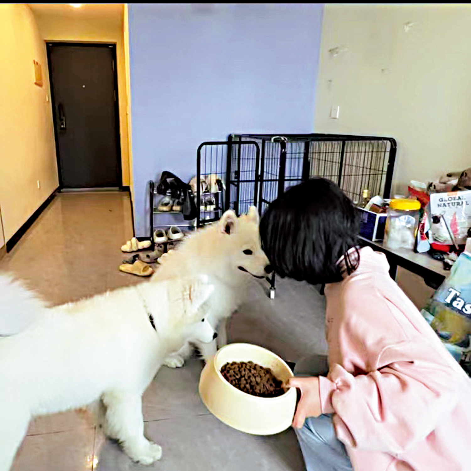 　　圖：寵物託養師阿喵上門照顧客戶的寵物狗，她負責寵物上門餵養、寵物接送、代遛狗等服務。\受訪者供圖