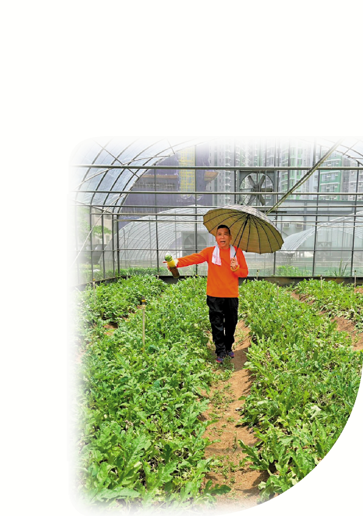 　　圖：新生農場的農友堅持有機耕作。 大公報記者劉碩源攝