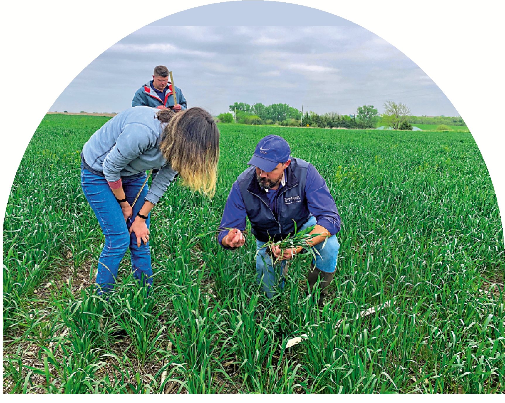 　　圖：一名農學家5月在堪薩斯的麥田裏檢查作物生長情況。\路透社