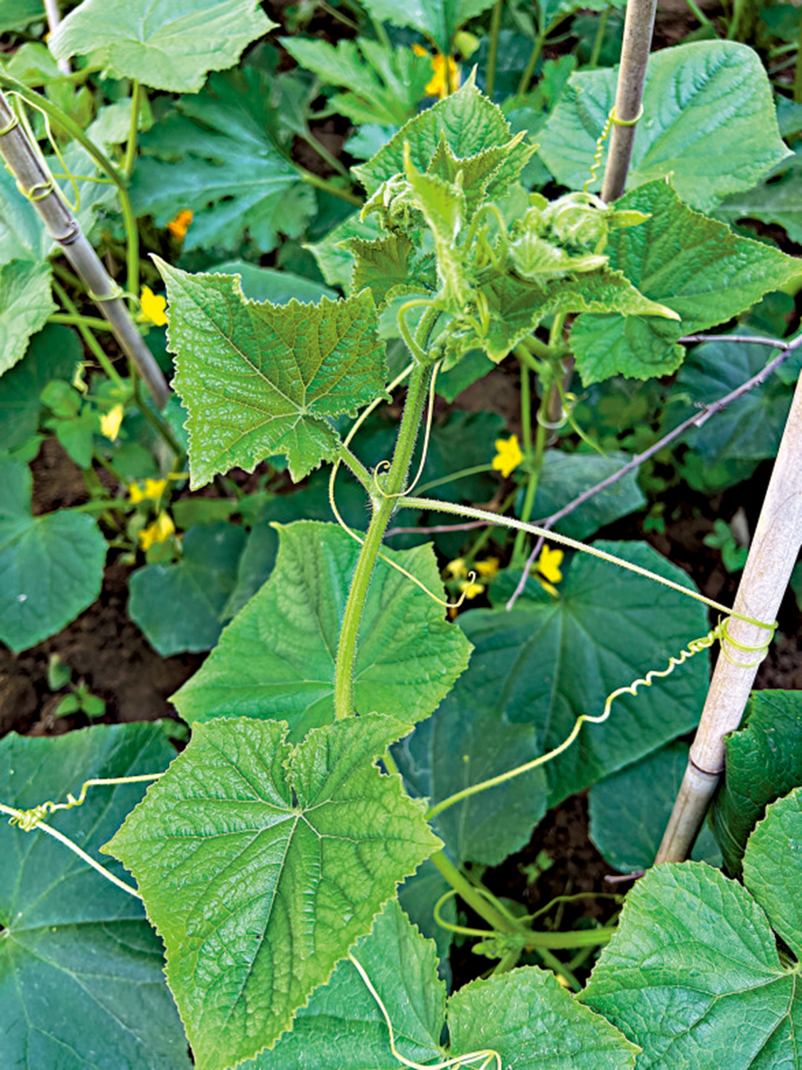 　　圖：絲瓜的捲鬚不捲自己的蔓而捲竹竿。\作者供圖