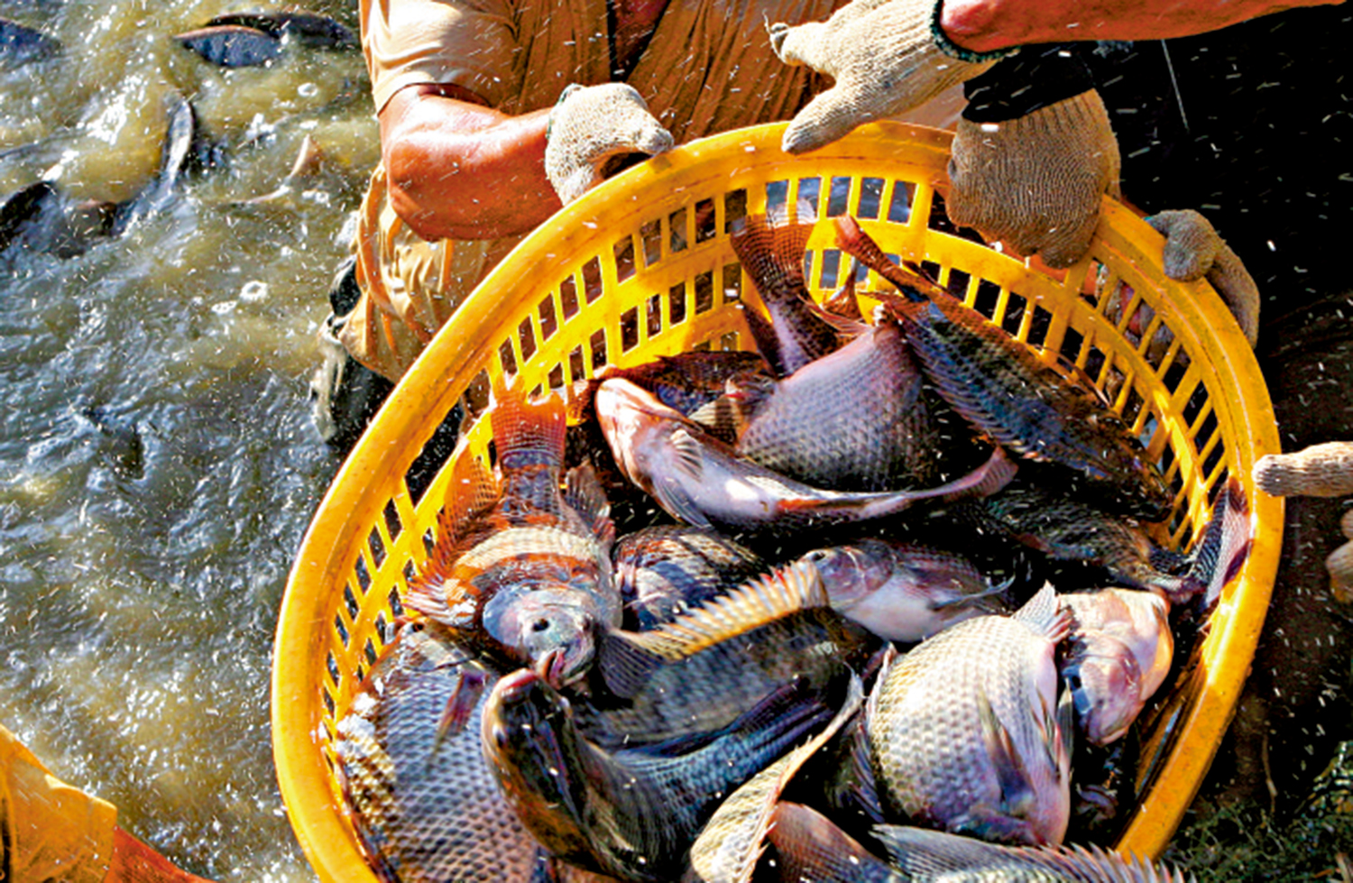 　　圖：粵港澳大灣區海產品交易中心在珠海逐步啟用，圖為供港水產。