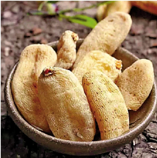 　　圖：天麻藥用塊莖。