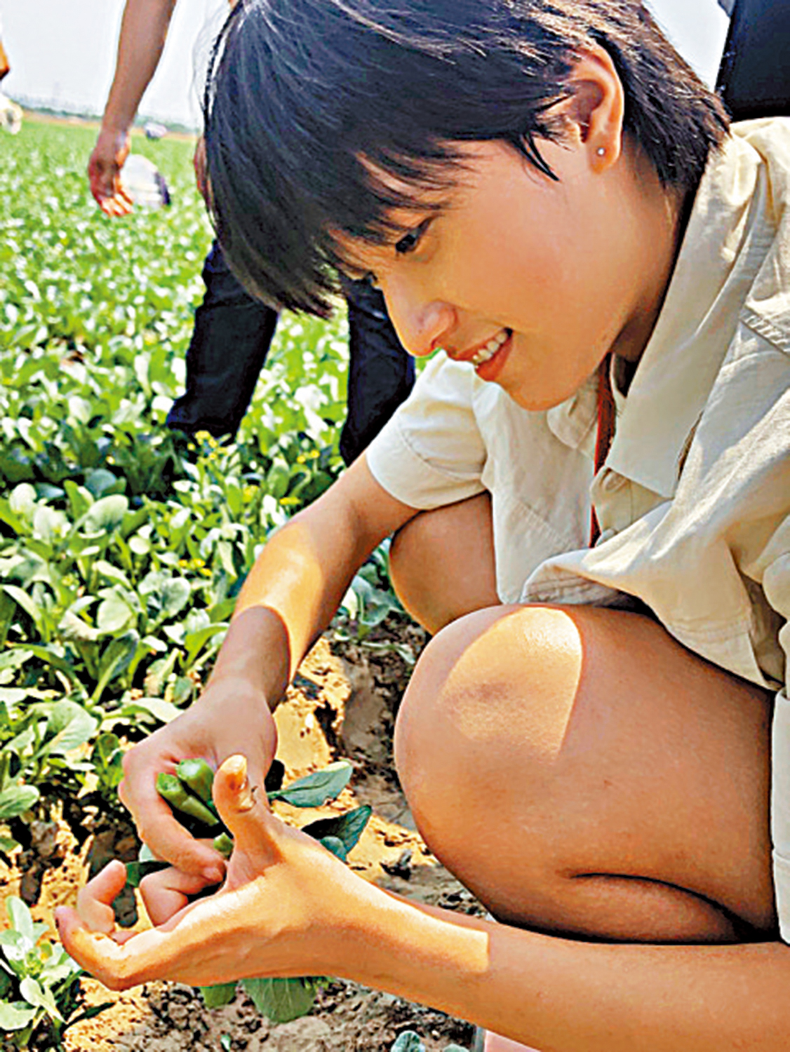 　　圖：港生體驗田間收割菜心。\大公報實習記者徐春敏攝