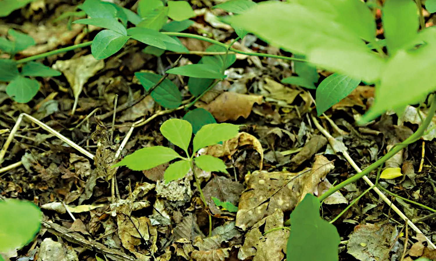 　　圖：野山參苗，俗稱巴掌。\資料圖片