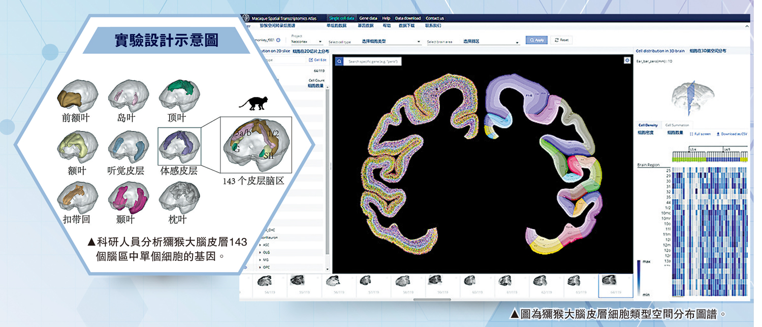 　　左圖：科研人員分析獼猴大腦皮層143個腦區中單個細胞的基因。右圖：圖為獼猴大腦皮層細胞類型空間分布圖譜。